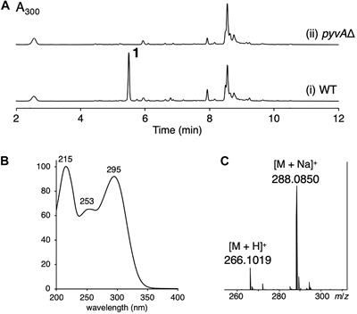 Discovery of Pyranoviolin A and Its Biosynthetic Gene Cluster in Aspergillus violaceofuscus